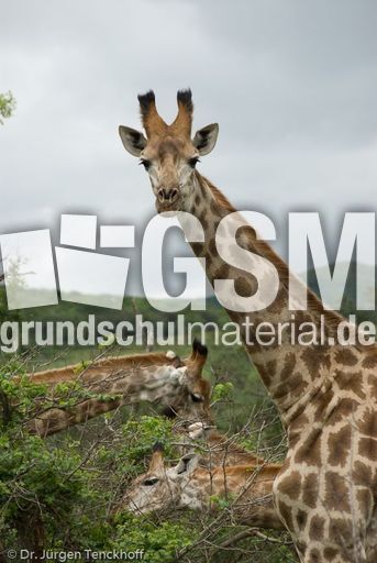 Giraffe (82 von 94).jpg